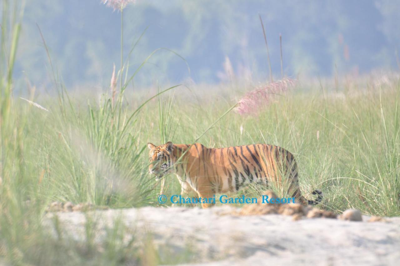 Chautari Garden Resort Sauraha Εξωτερικό φωτογραφία