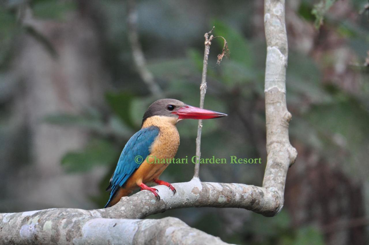 Chautari Garden Resort Sauraha Εξωτερικό φωτογραφία