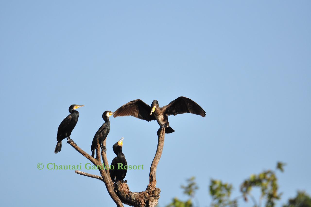 Chautari Garden Resort Sauraha Εξωτερικό φωτογραφία